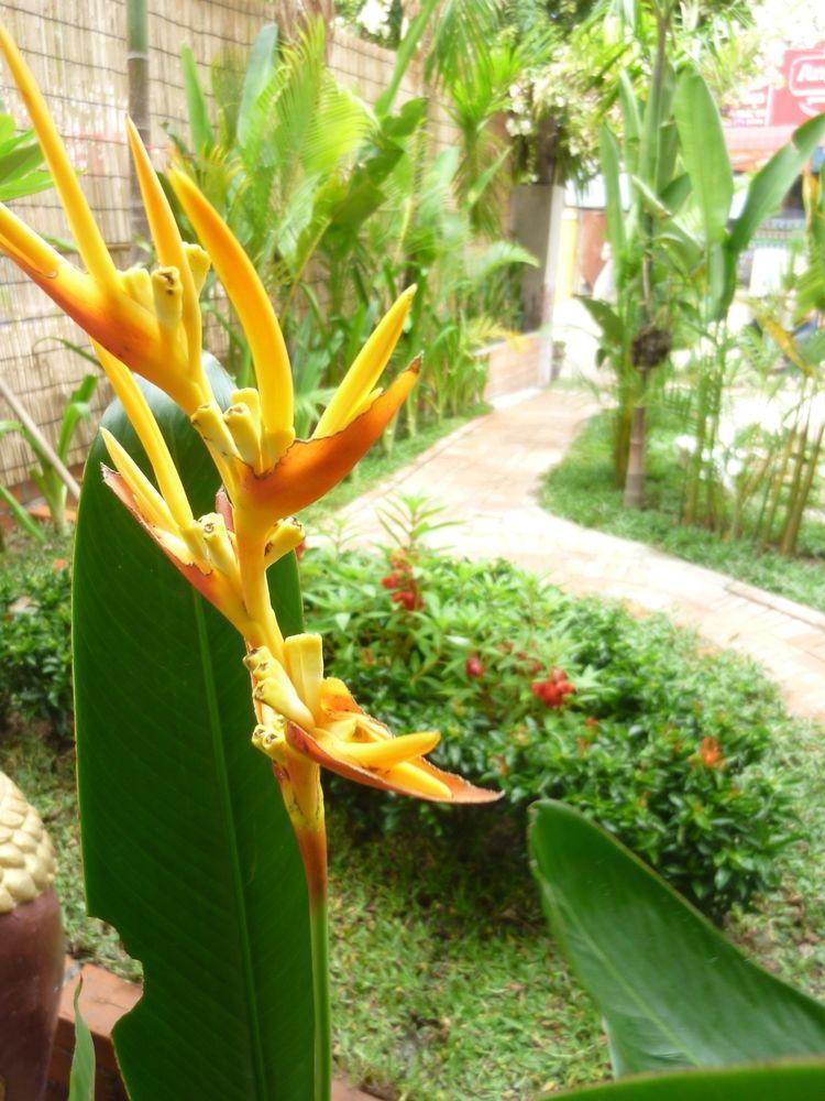 Angkor Reas Guesthouse Siem Reap Zewnętrze zdjęcie